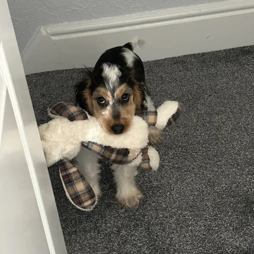 Cocker Spaniel (English)