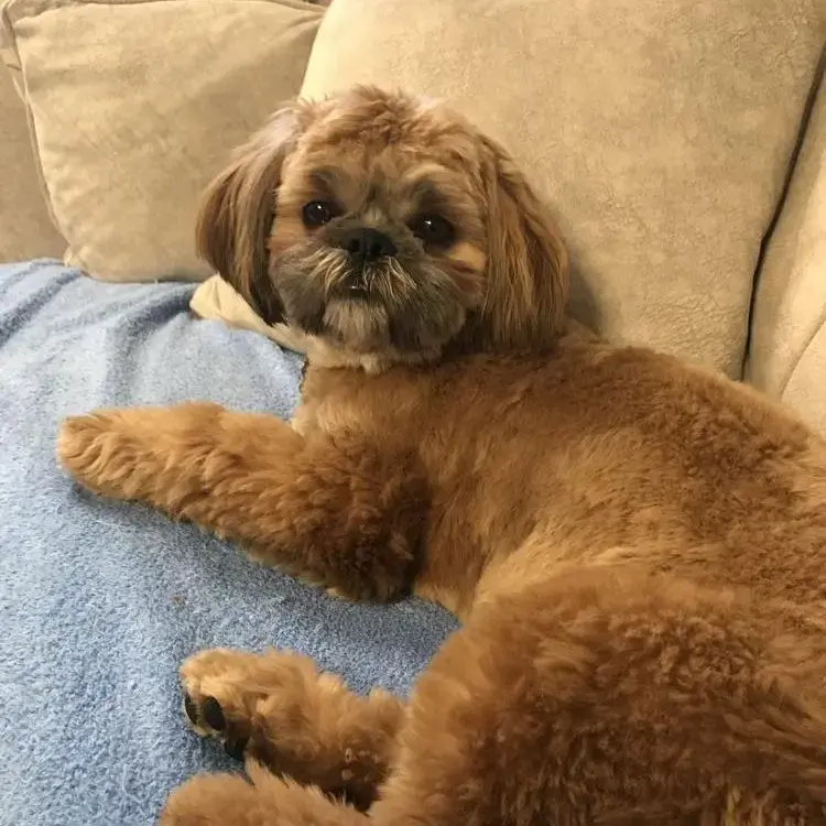 Shih Tzu