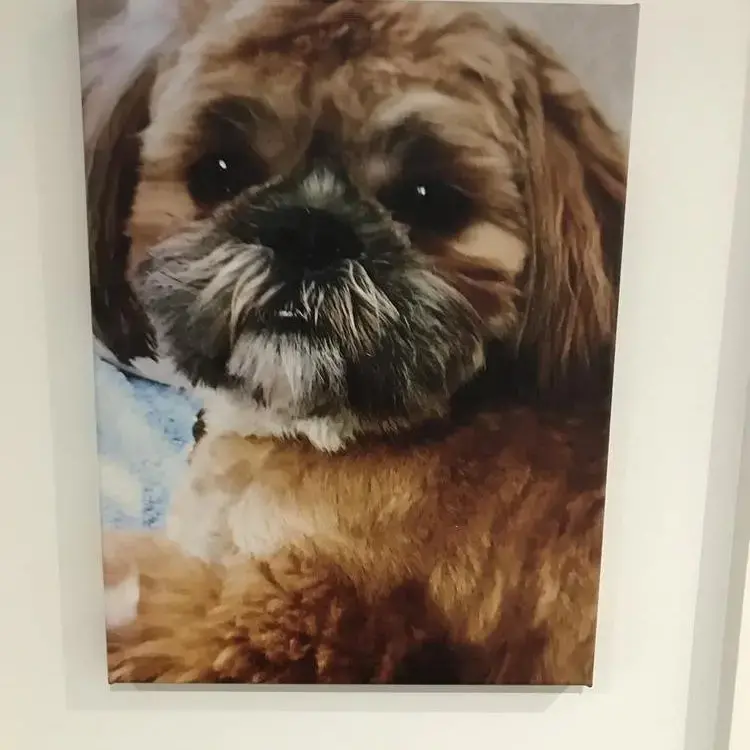 Shih Tzu