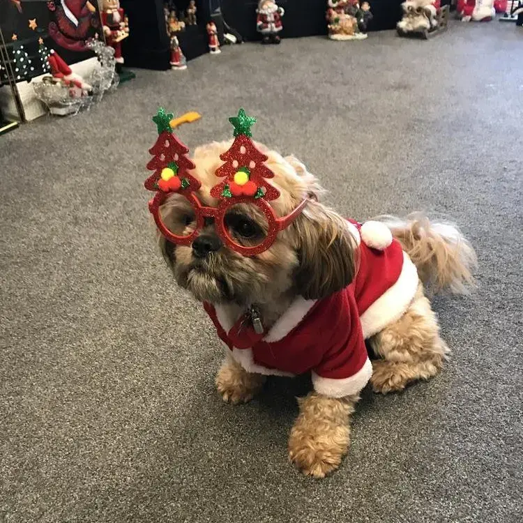 Shih Tzu