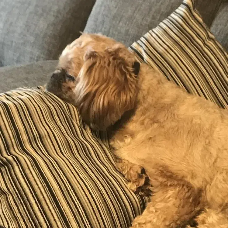 Shih Tzu