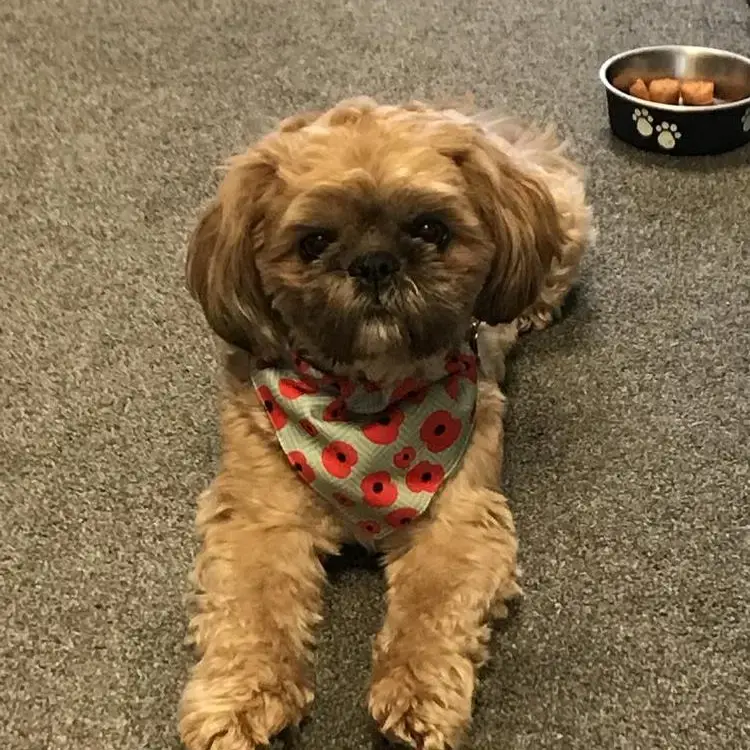 Shih Tzu