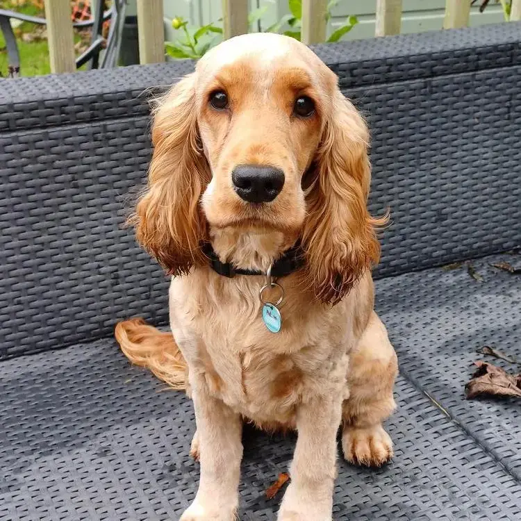 Cocker Spaniel (English)