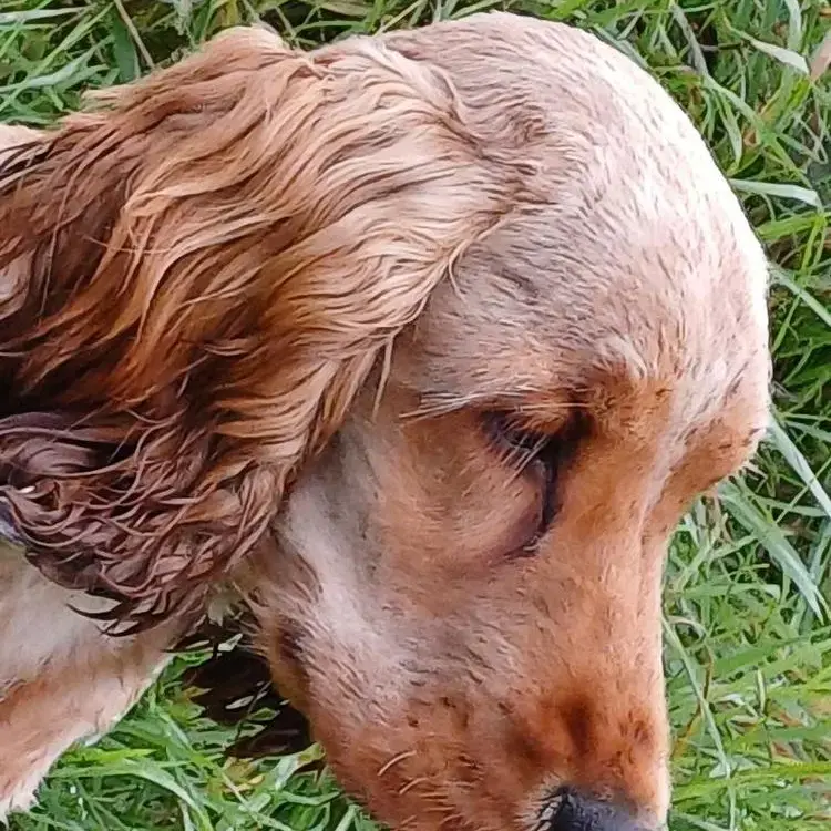 Cocker Spaniel (English)