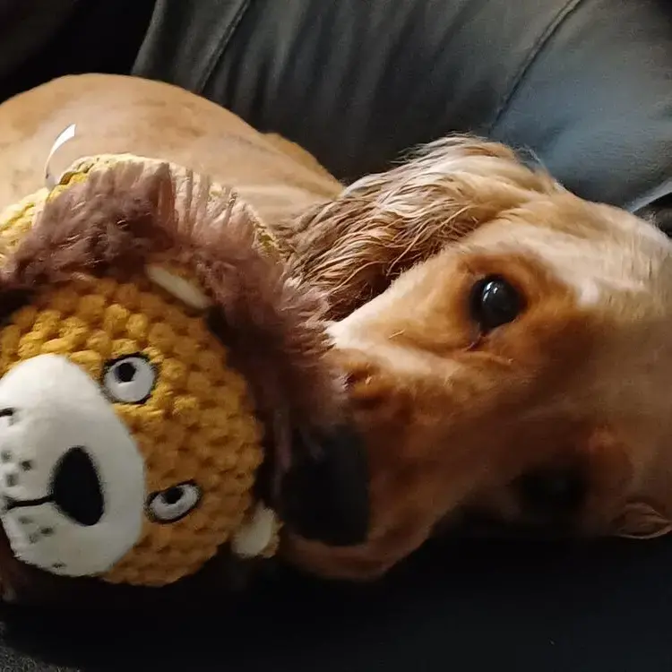 Cocker Spaniel (English)