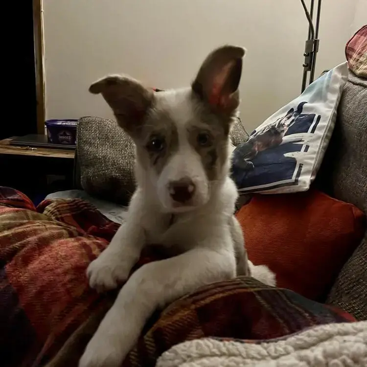 Border Collie