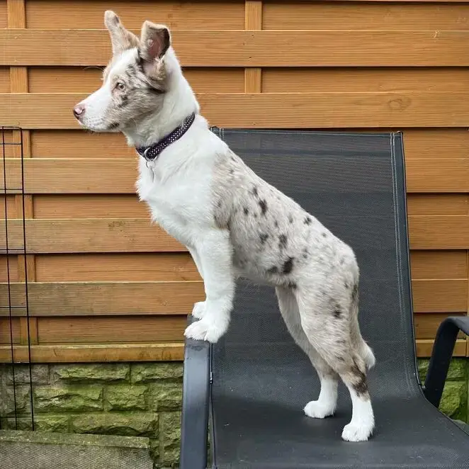 Border Collie