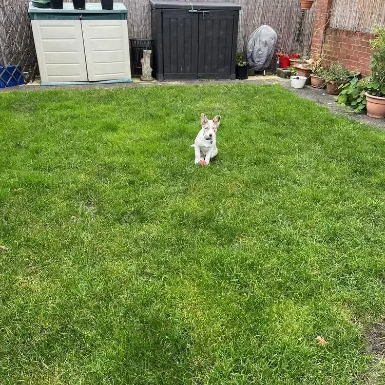 Border Collie