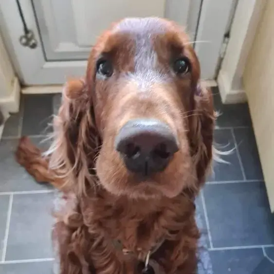 Irish Setter