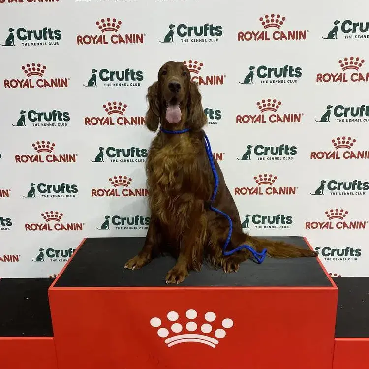 Irish Setter