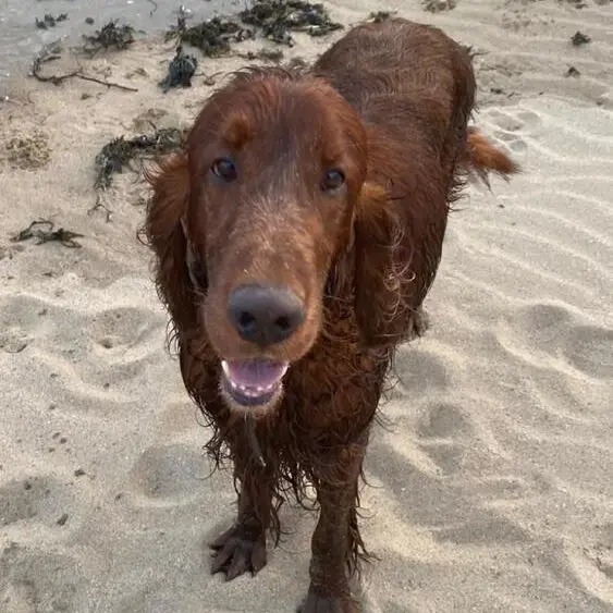 Irish Setter