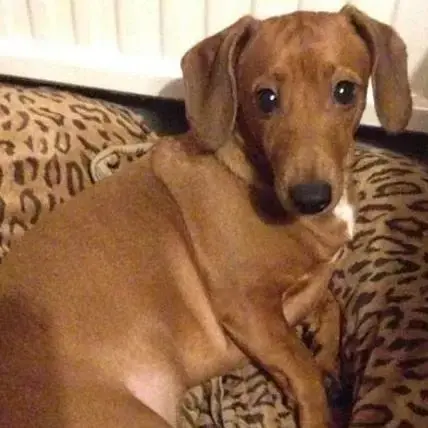 Jack Russell Terrier