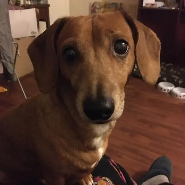 Jack Russell Terrier