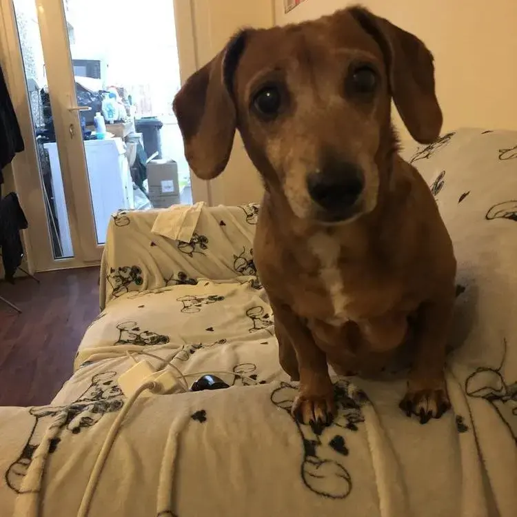 Jack Russell Terrier