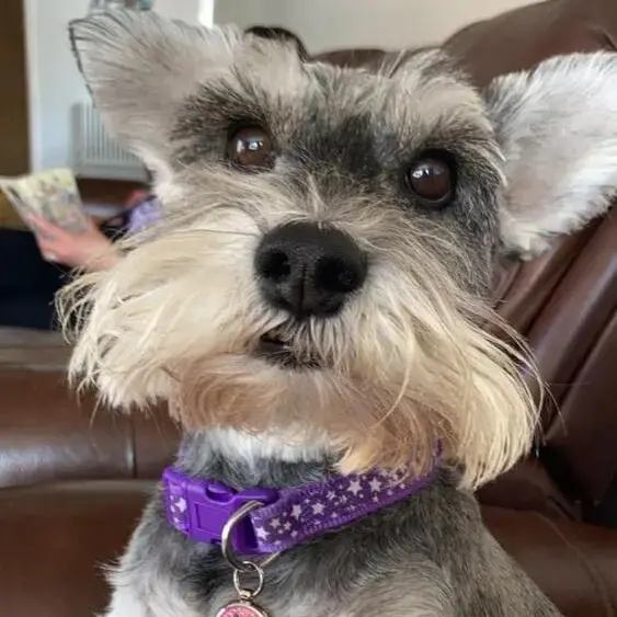 Schnauzer (Miniature)