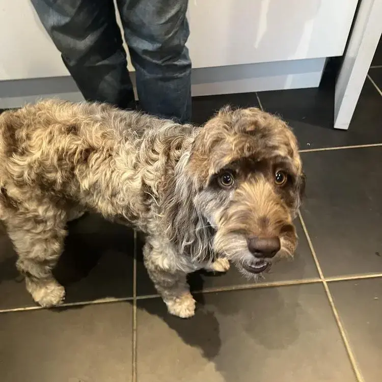 Cockapoo