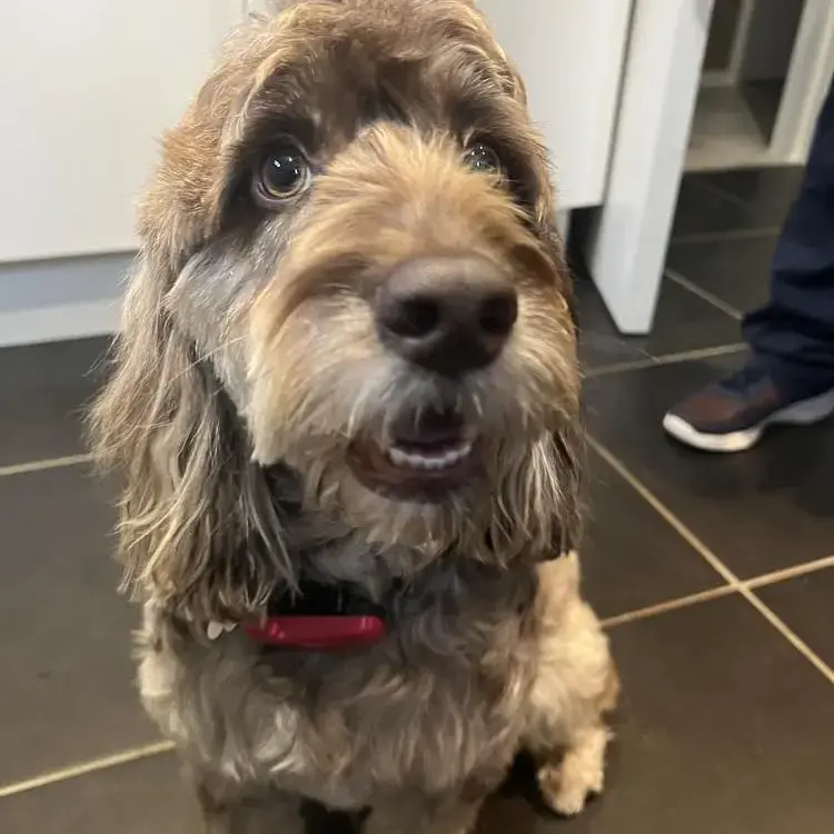 Cockapoo