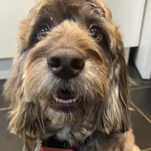 Cockapoo