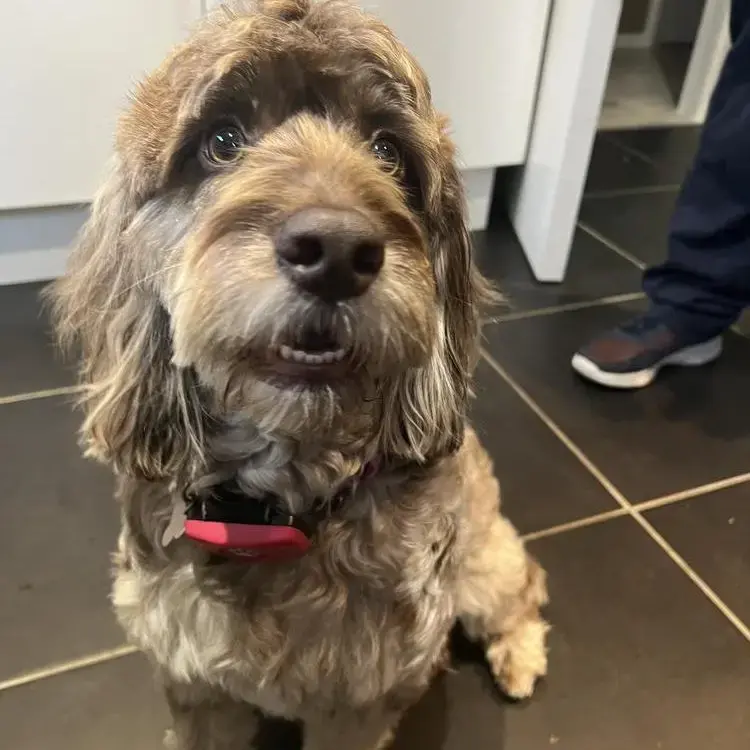 Cockapoo