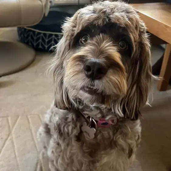 Cockapoo