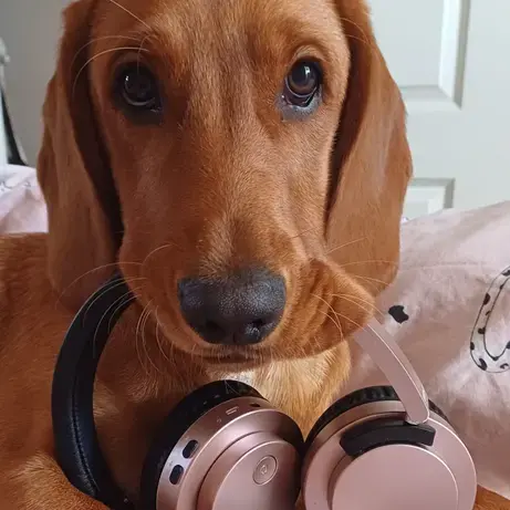 English Springer Spaniel