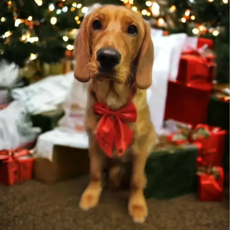 English Springer Spaniel