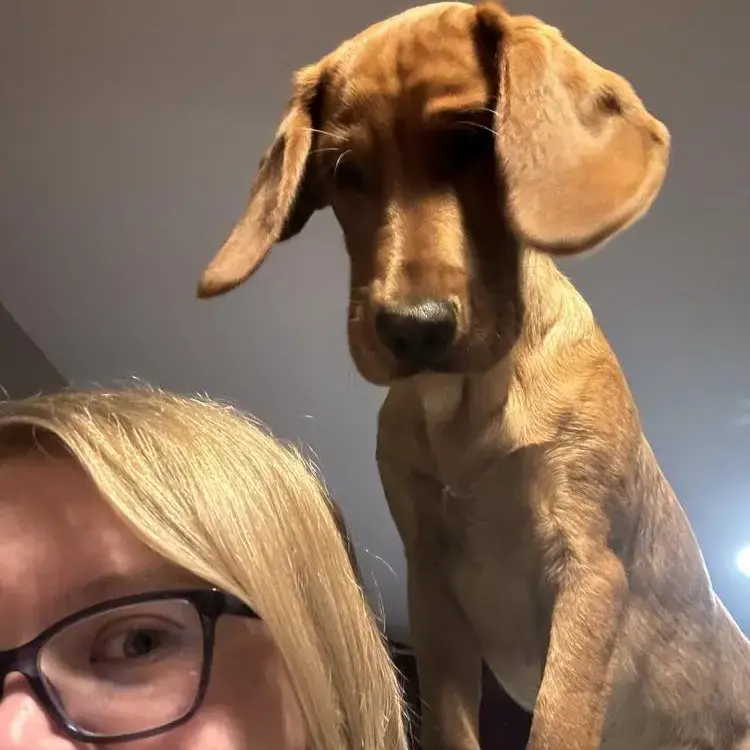 English Springer Spaniel