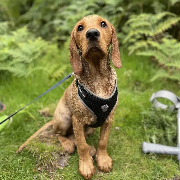 English Springer Spaniel