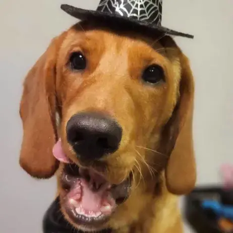 English Springer Spaniel