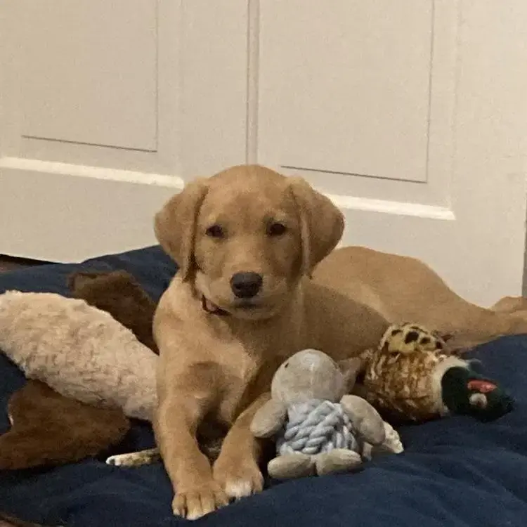 Labrador Retriever