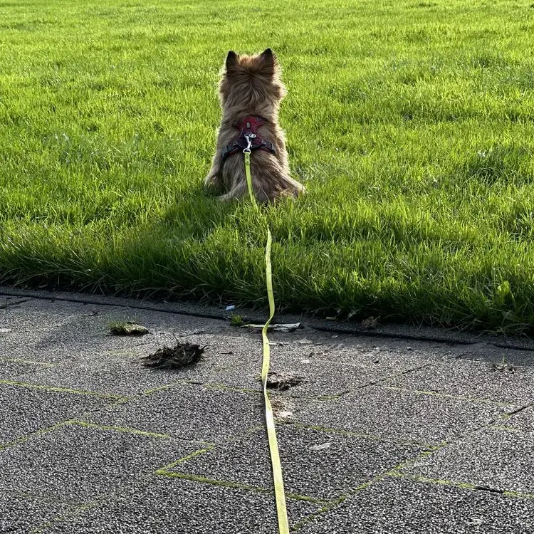 Cairn Terrier
