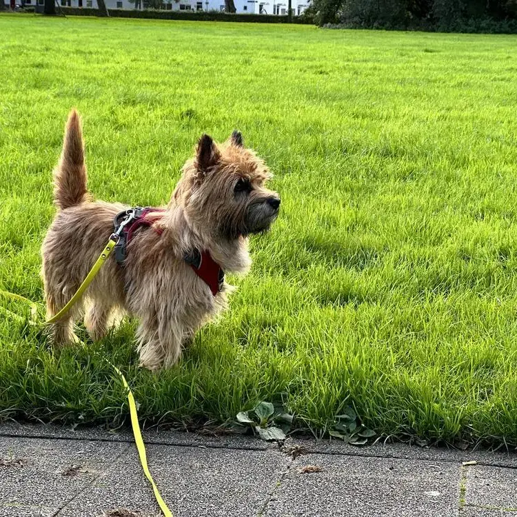 Cairn Terrier