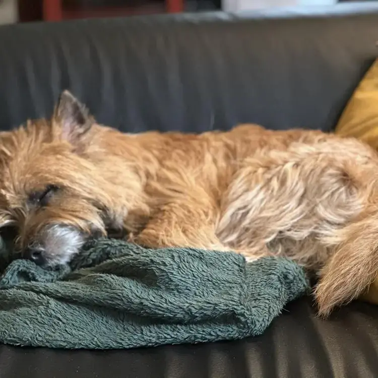 Cairn Terrier
