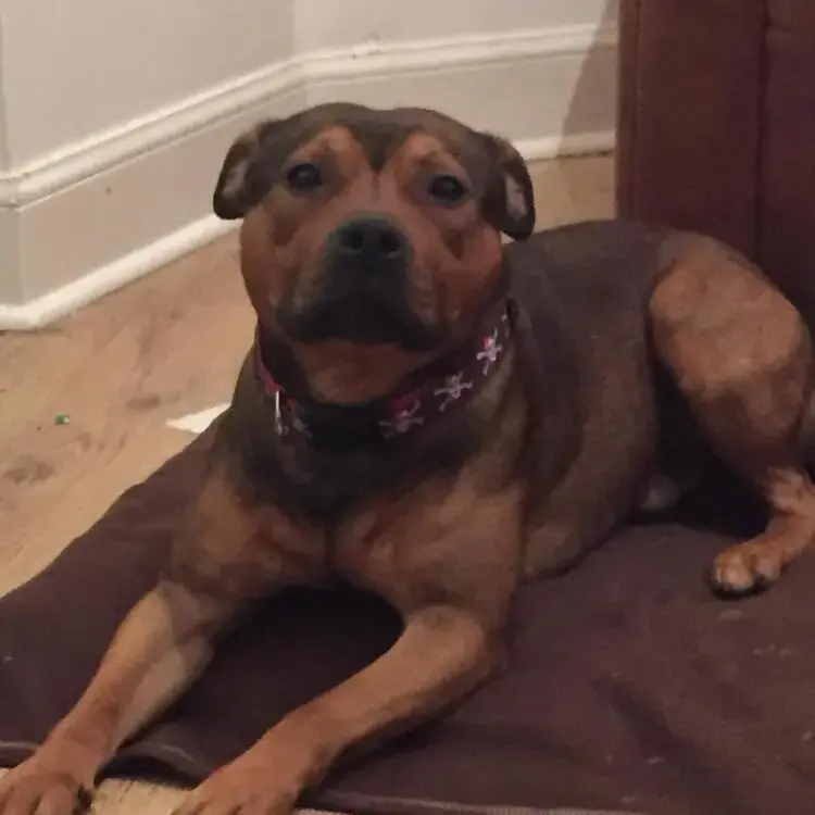 Staffordshire Bull Terrier