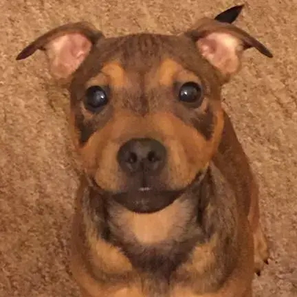 Staffordshire Bull Terrier