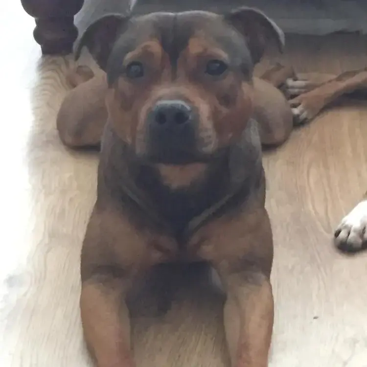 Staffordshire Bull Terrier