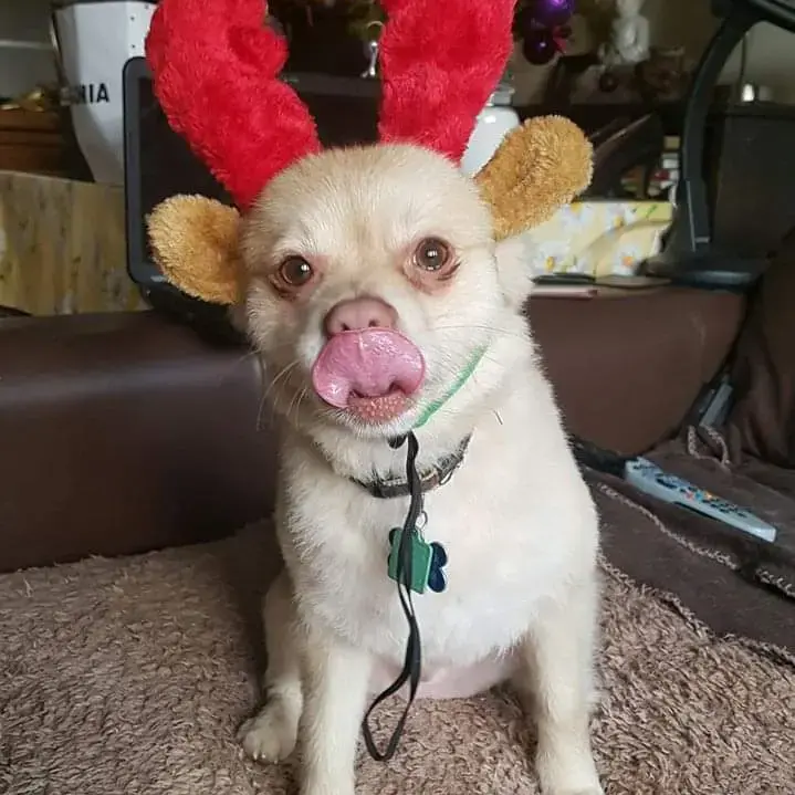 Pomeranian