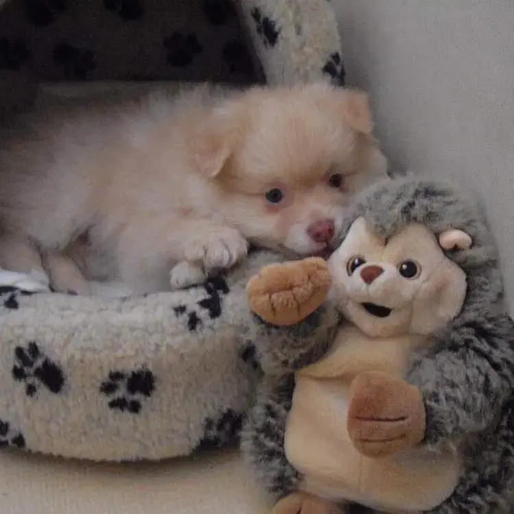 Pomeranian
