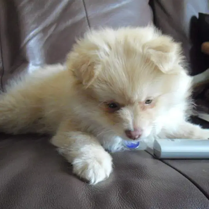 Pomeranian