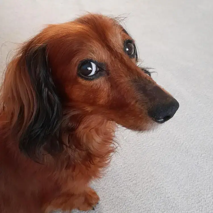 Dachshund (Long-Haired)