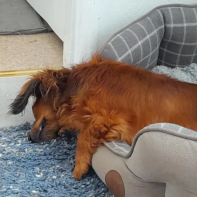 Dachshund (Long-Haired)