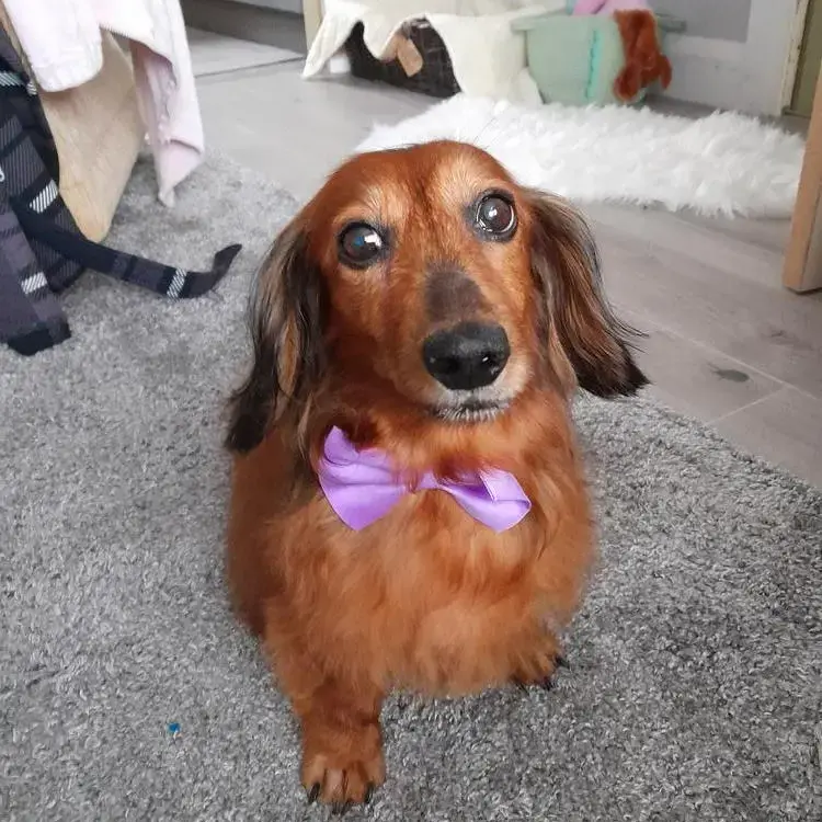 Dachshund (Long-Haired)
