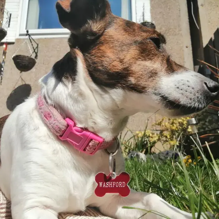 Jack Russell Terrier