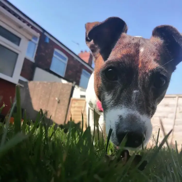 Jack Russell Terrier