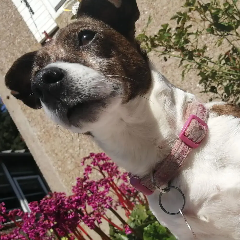 Jack Russell Terrier