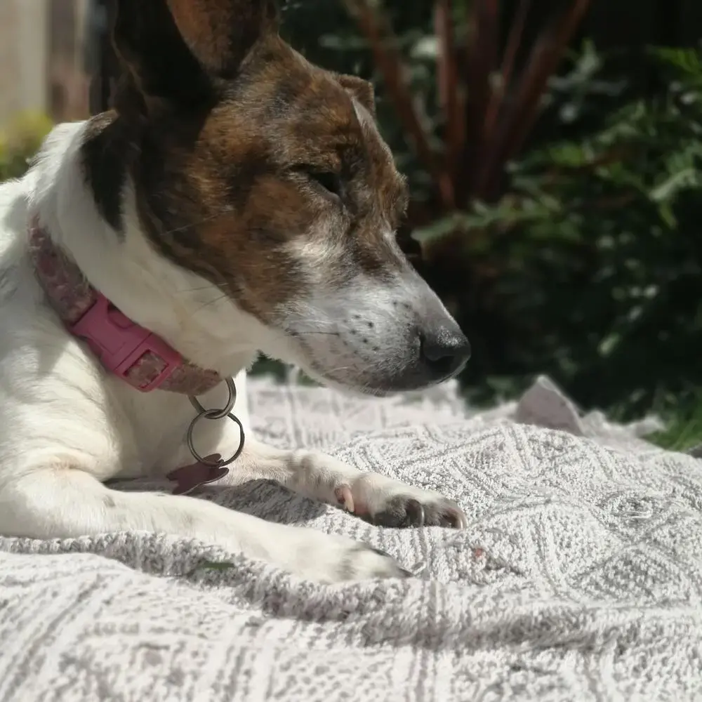 Jack Russell Terrier