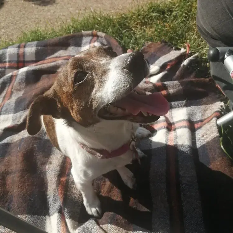 Jack Russell Terrier