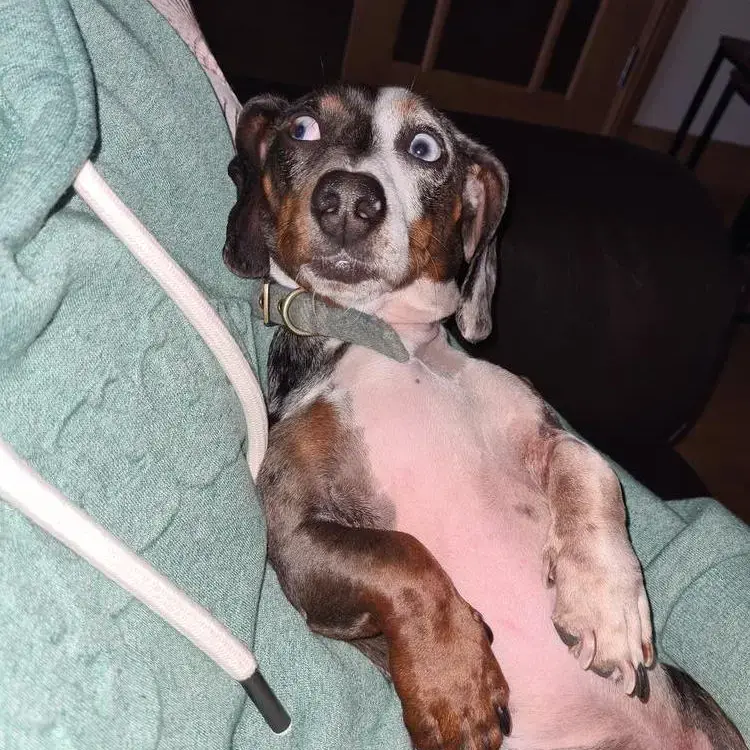 Dachshund (Miniature Smooth-Haired)