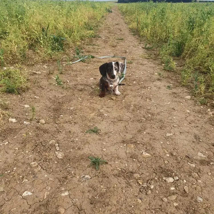 Dachshund (Miniature Smooth-Haired)