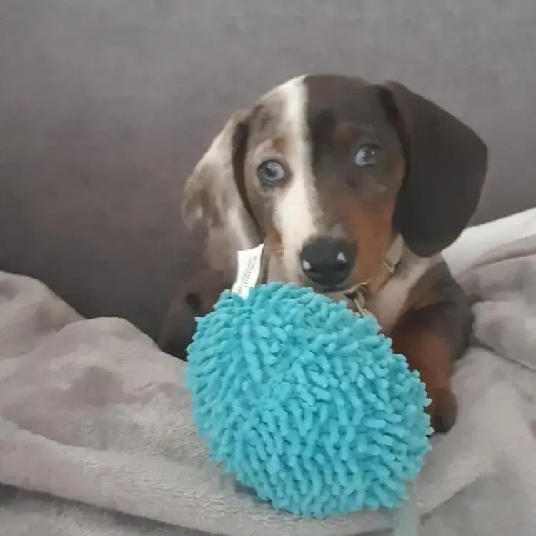 Dachshund (Miniature Smooth-Haired)